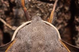 Attēlu rezultāti vaicājumam “Laothoe populi imago”