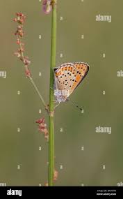 Attēlu rezultāti vaicājumam “Lycaena tityrus female”