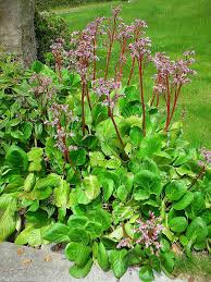 Attēlu rezultāti vaicājumam “Bergenia crassifolia flower”