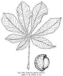 Attēlu rezultāti vaicājumam “Aesculus”