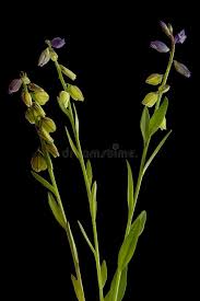 Attēlu rezultāti vaicājumam “Polygala vulgaris leaf”