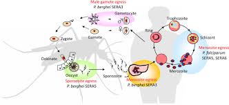Attēlu rezultāti vaicājumam “Enteridium variabile plasmodium”