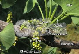 Attēlu rezultāti vaicājumam “Ginkgo biloba male flower”