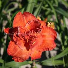 Image result for Hemerocallis `Moses Fire`