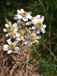 Attēlu rezultāti vaicājumam “Achillea ptarmica flower”