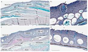 Image result for Boreogadus saida