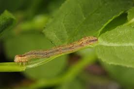 Attēlu rezultāti vaicājumam “Eulithis populata”