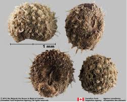 Image result for Galium aparine