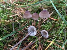 Attēlu rezultāti vaicājumam “Mycena purpureofusca”