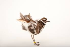 Image result for Charadrius vociferus