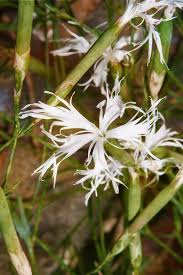 Attēlu rezultāti vaicājumam “Dianthus arenarius flower”