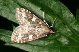 Attēlu rezultāti vaicājumam “Udea olivalis”