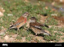 Attēlu rezultāti vaicājumam “Carduelis cannabina adult”