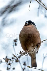 Attēlu rezultāti vaicājumam “Pyrrhula pyrrhula female”