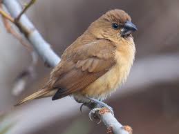 Attēlu rezultāti vaicājumam “Scapania lingulata”