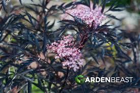 Attēlu rezultāti vaicājumam “Sambucus nigra flower”