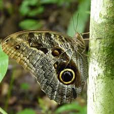Attēlu rezultāti vaicājumam “Lycogala persicum sessile”