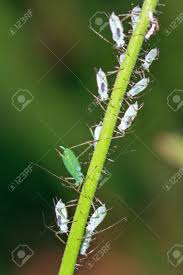 Attēlu rezultāti vaicājumam “Acyrthosiphon”