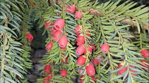 Attēlu rezultāti vaicājumam “Taxus baccata fruit”