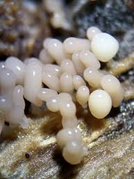 Attēlu rezultāti vaicājumam “Heterotrichia obvelata (syn. Arcyria obvelata) spores”