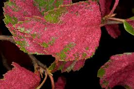 Attēlu rezultāti vaicājumam “Acalitus longisetosus”