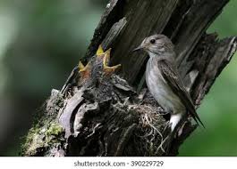 Attēlu rezultāti vaicājumam “Muscicapa striata nest”