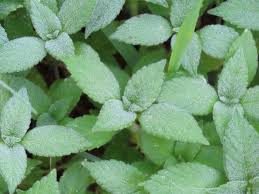 Attēlu rezultāti vaicājumam “Aegopodium podagraria leaf”