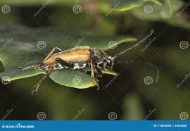 Attēlu rezultāti vaicājumam “Leptura rubra male”