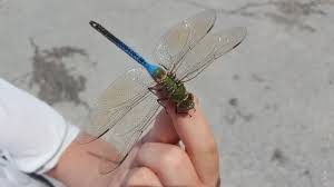 Attēlu rezultāti vaicājumam “Sympetrum flaveolum”