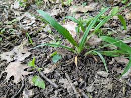 Attēlu rezultāti vaicājumam “Carex appropinquata fruit”