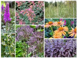 Attēlu rezultāti vaicājumam “Calamagrostis purpurea flower”
