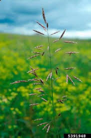 Attēlu rezultāti vaicājumam “Bromopsis inermis fruit”