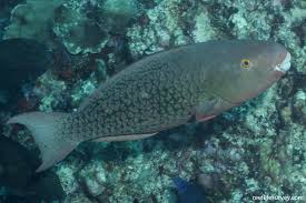 Image result for Scarus rubroviolaceus