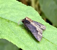 Attēlu rezultāti vaicājumam “Dypterygia scabriuscula”