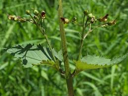 Attēlu rezultāti vaicājumam “Scrophularia nodosa”