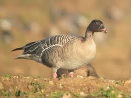 Attēlu rezultāti vaicājumam “Anser brachyrhynchus adult”