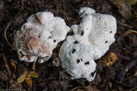 Attēlu rezultāti vaicājumam “Abortiporus biennis”