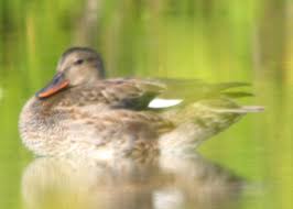 Attēlu rezultāti vaicājumam “Anas strepera”