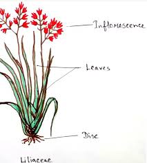 Attēlu rezultāti vaicājumam “Liliaceae”