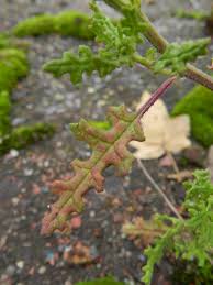 Image result for Chenopodium botrys