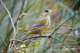 Attēlu rezultāti vaicājumam “Chloris chloris male”