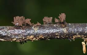 Attēlu rezultāti vaicājumam “Stemonitis pallida var. rubescens macro”
