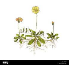 Attēlu rezultāti vaicājumam “Pilosella officinarum leaf”