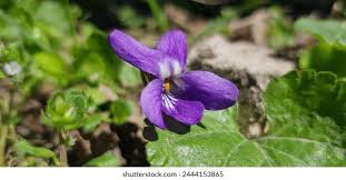 Attēlu rezultāti vaicājumam “Viola hirta flower”