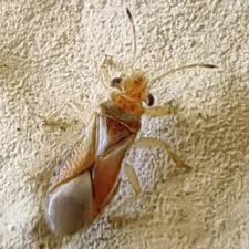 Attēlu rezultāti vaicājumam “Adomerus biguttatus”