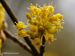 Attēlu rezultāti vaicājumam “Cornus mas flower”