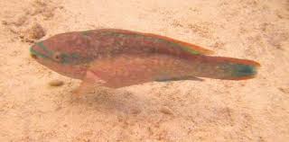 Image result for Scarus taeniopterus