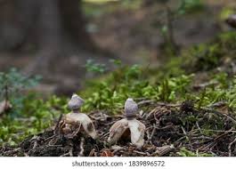Attēlu rezultāti vaicājumam “Geastrum quadrifidum”