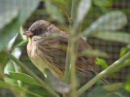 Image result for Emberiza spodocephala