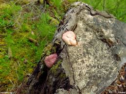 Attēlu rezultāti vaicājumam “Amaurochaete atra”